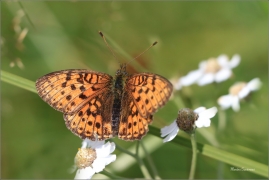 <p>PERLEŤOVEC KOPŘIVOVÝ (Brenthis ino) ----- /Lesser marbled fritillary - Mädesüß-Perlmutterfalter/</p>